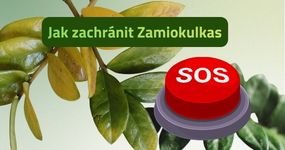 Péče o pokojové květiny a tipy od nás